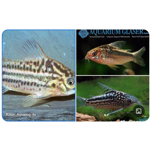 Akvariefisk / Corydoras / Elegant Cory 3-4cm /  Corydoras elegans