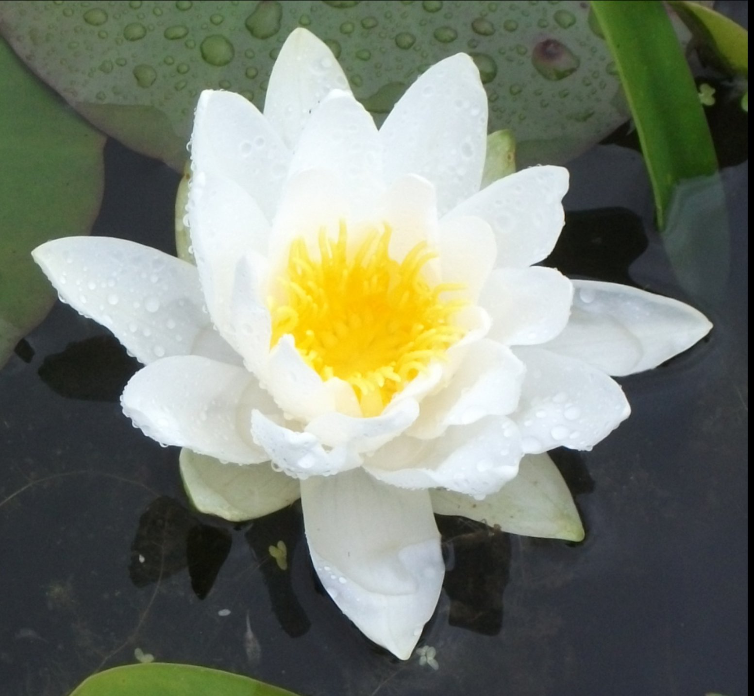 Vannlilje Marliacea Albida 