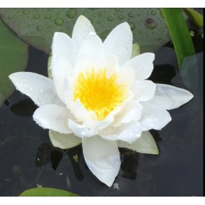 Vannlilje Marliacea Albida 