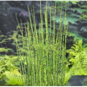 Equisetum japonicum