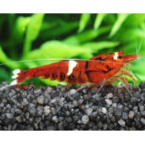 Reker /  Caridina / Taiwan Bee / Red Ruby Extreme