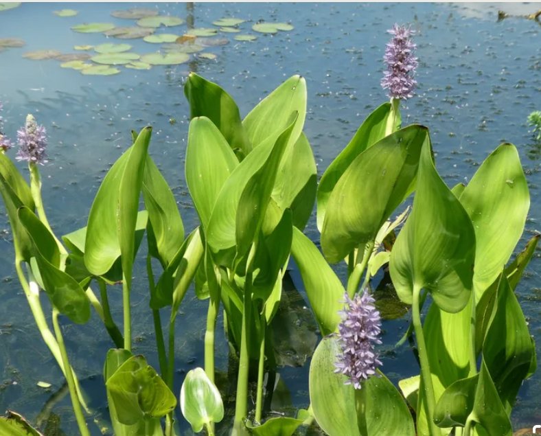 Sumpplante Pontederia cordata �pink Pons�