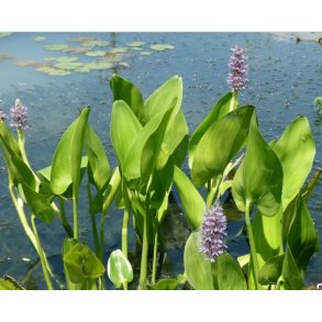 Sumpplante Pontederia cordata �pink Pons�