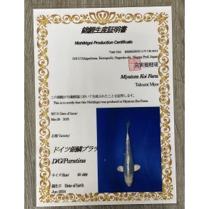 Myatora koifarm 20-25cm / Fdt Juni 2024 / med sertifikat 