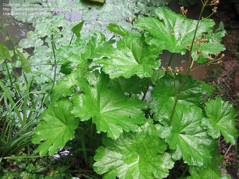 Skjoldsildre (Darmera peltata)