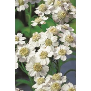 Achillea ptarmica (Nyseryllik)