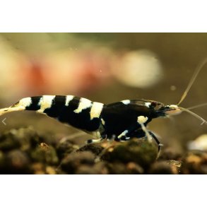 Reke / Caridina / Black Taitibee 