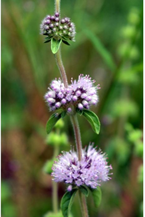 Sumpplante Mentha pulegium