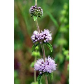 Sumpplante Mentha pulegium