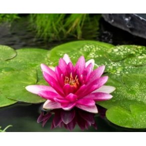 Nymphaeae Escarboucle