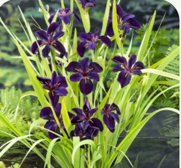 Iris Black Gamecock