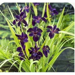 Iris Black Gamecock