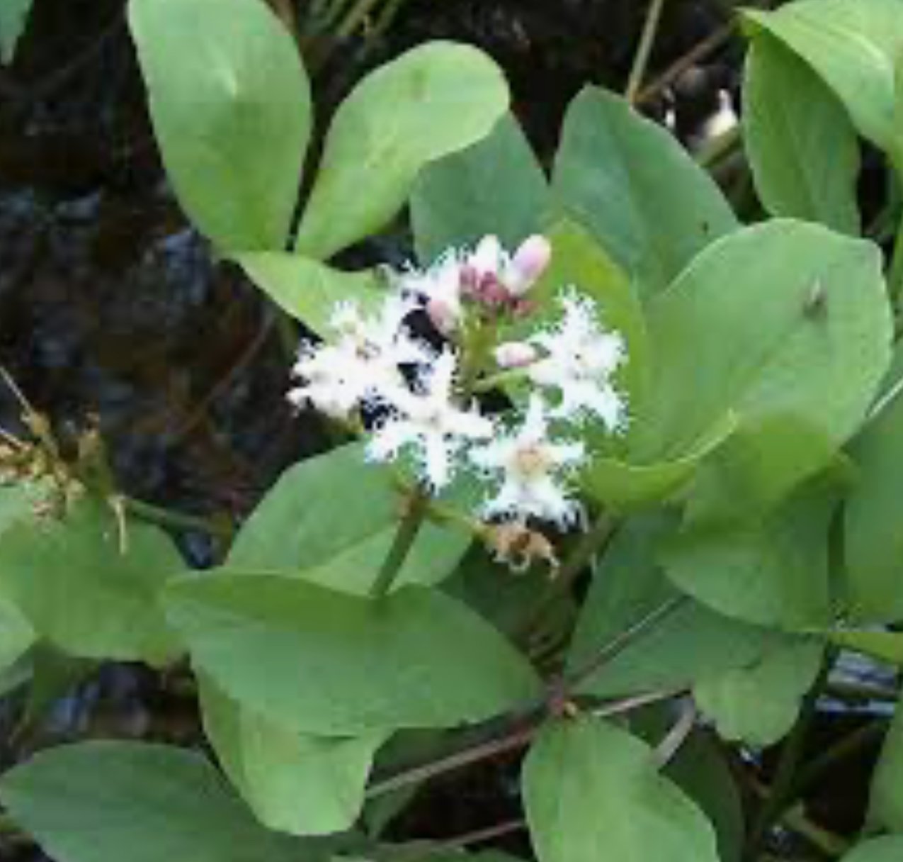 Vannplante Bukkeblad Menyanthes trifoliata