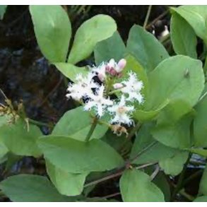 Vannplante Bukkeblad Menyanthes trifoliata