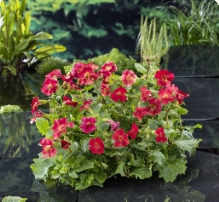 Rd Gjglerblomst /  Mimulus Bonfire Red