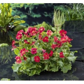 Rd Gjglerblomst /  Mimulus Bonfire Red