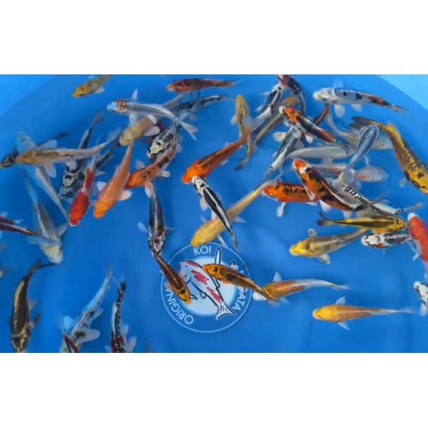 1/2 Boks SALG gjelder frem til 26 Mars 