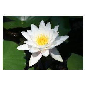 Nymphaeae Pygmaea Alba / mini 