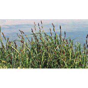 Kjempestarr (Carex riparia)