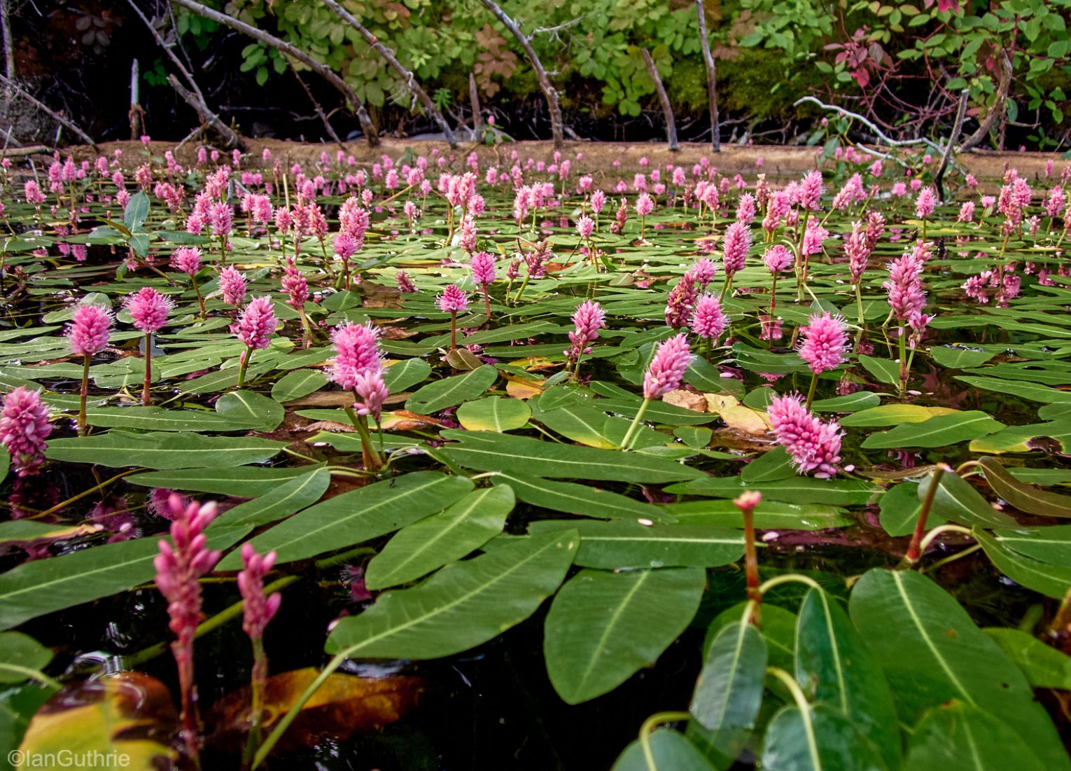 Persicaria amphibia
