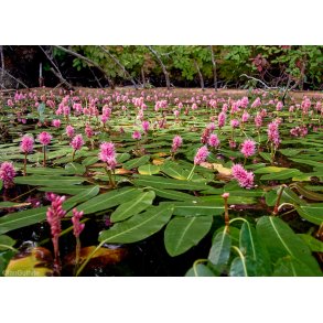 Persicaria amphibia