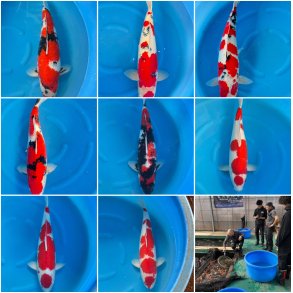 Hndplukket 4-5 ringer 65-75cm / Sees i fiskehuset fra April 2025 