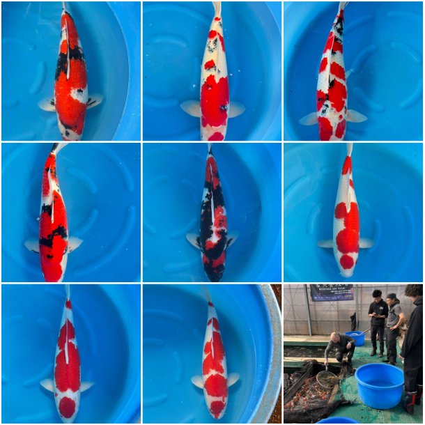 Hndplukket 4-5 ringer 65-75cm / Sees i fiskehuset fra April 2025 