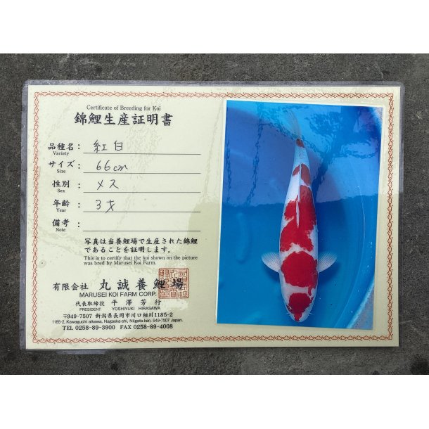 Marusei koifarm med sertifikat VHQ 