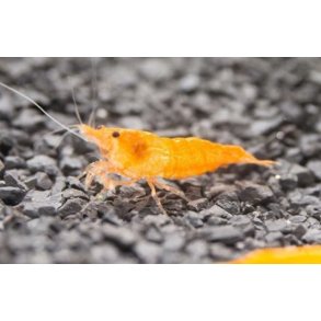 Reker / Neocaridina davidi / Sunkist Orange