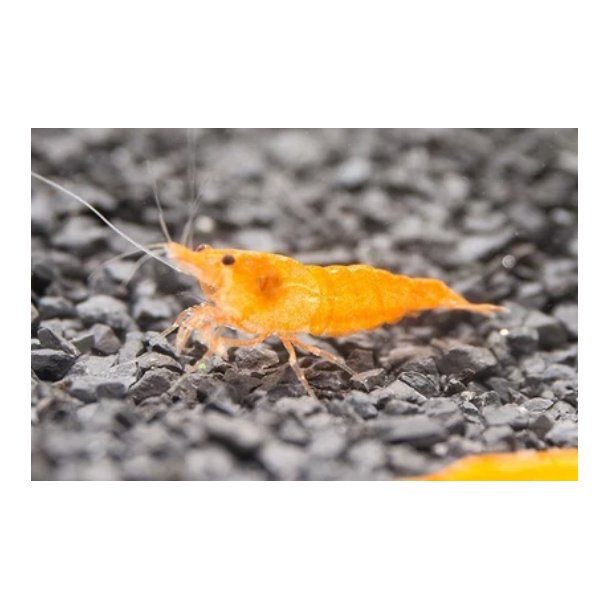 Reker / Neocaridina davidi / Sunkist Orange