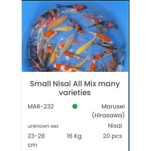 Marusei  2 ringer / 23-28cm 