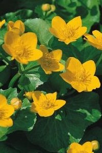 Sumpplante Bekkeblom (Caltha palustris)