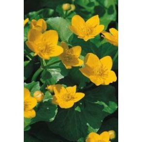 Bekkeblom (Caltha palustris)