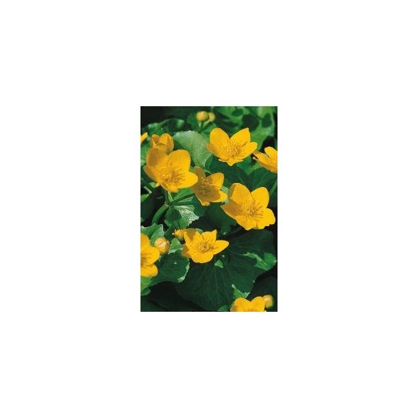 Bekkeblom (Caltha palustris)