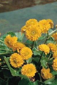 Sumpplante Bekkeblom Fylt (Caltha palustris Multiplex)