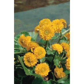 Bekkeblom Fylt (Caltha palustris Multiplex)