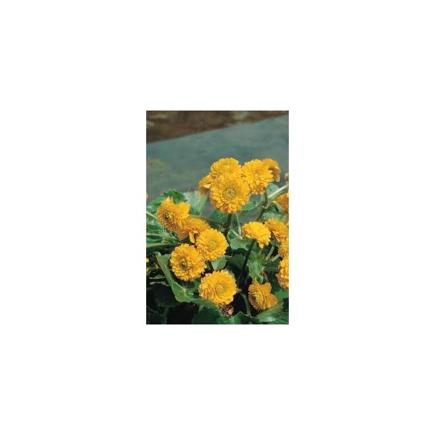 Bekkeblom Fylt (Caltha palustris Multiplex)