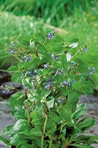 Bekkeveronica (Veronica beccabunga)