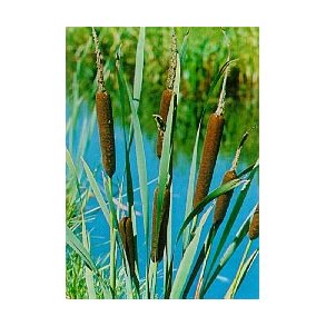 Bredbladet dunkjevle (Typha latifolia)