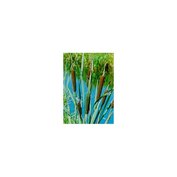 Bredbladet dunkjevle (Typha latifolia)
