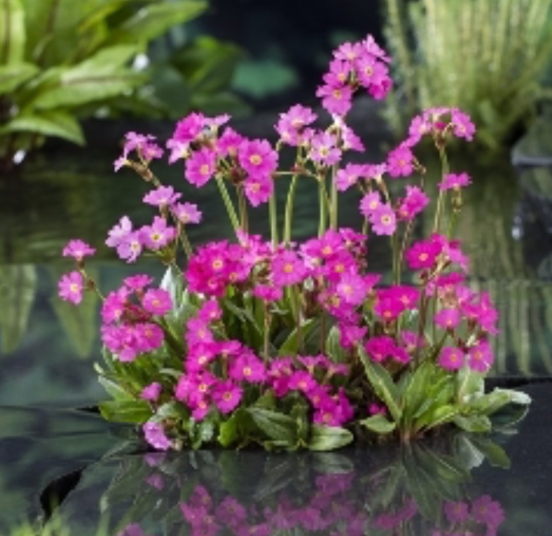 Primula Rosea ( Himalaya Primula ) 
