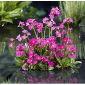 Primula Rosea ( Himalaya Primula ) 