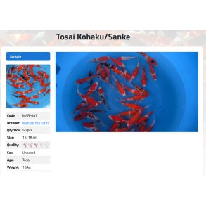 Marusei Koi Farm Tosai Kohaku/Sanke 15 18 cm