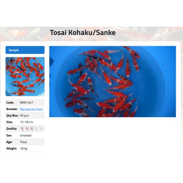 Marusei Koi Farm Tosai Kohaku/Sanke 15 18 cm