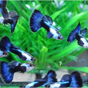 Akvariefisk / Guppy lang halet /  Silverado Half Black Blue Tail  / 3 cm / Poecilia reticulata