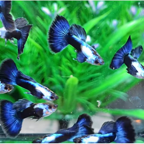 Akvariefisk / Guppy lang halet /  Silverado Half Black Blue Tail  / 3 cm / Poecilia reticulata