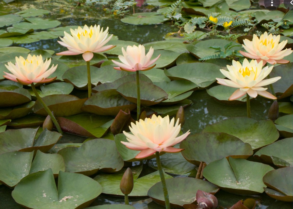 Nymphaeae Mangkala Ubol 