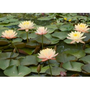 Nymphaeae Mangkala Ubol 