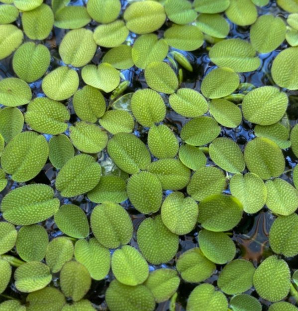 Salvinia minima 