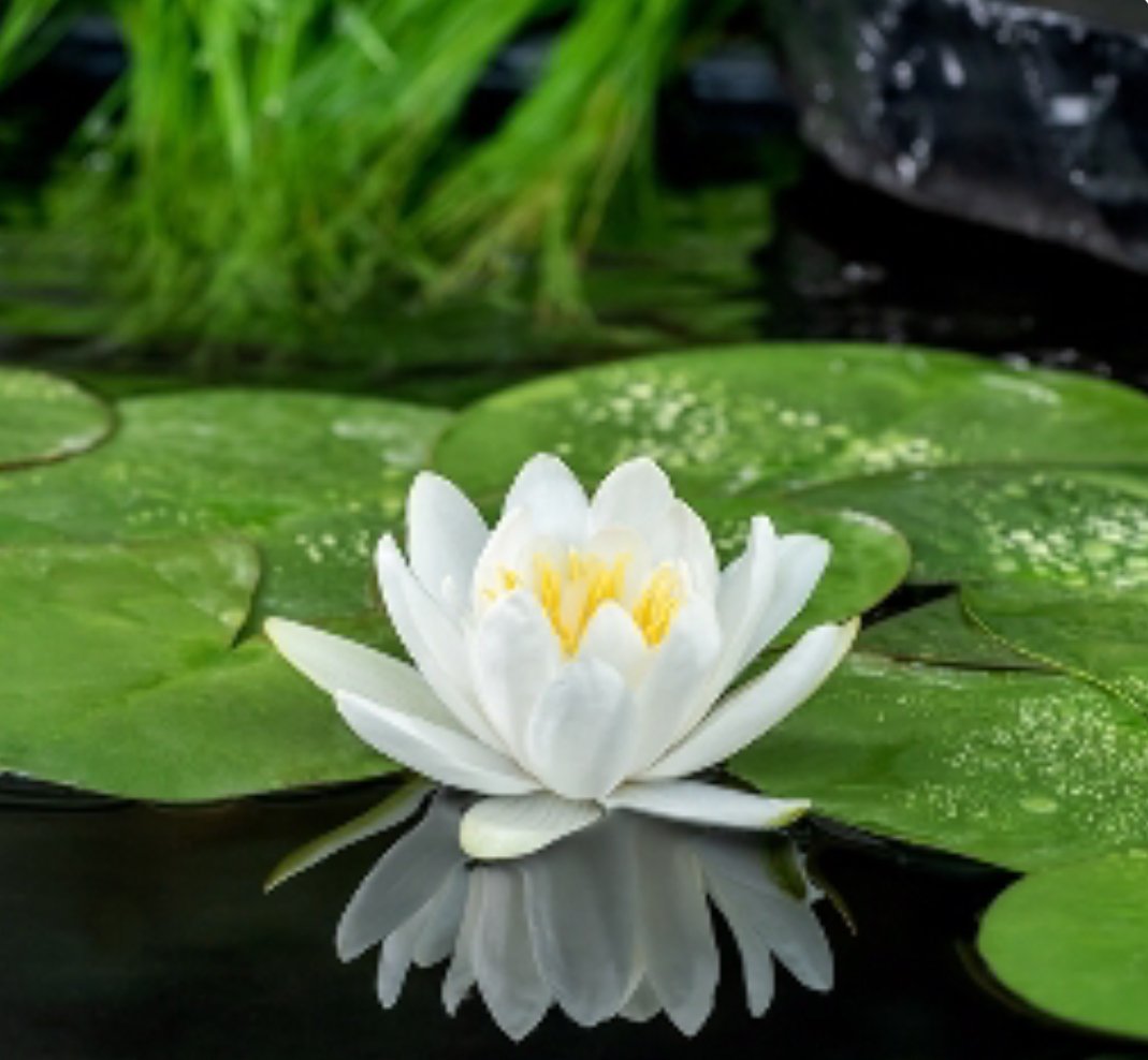 Nymphaeae Gladstoniana